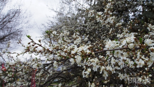 20MP, 4K/30fps YI M1 Mirrorless + 12-40mm f/3.5-5.6 М4/3 обектив, снимка 8 - Фотоапарати - 53946891