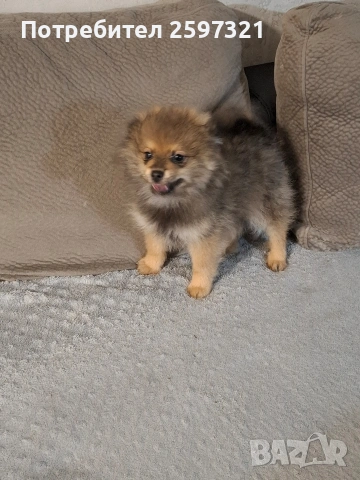 Померан , снимка 3 - Померан - 53328967