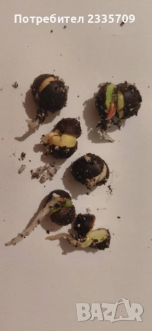 Китайски чай Camellia sinensis - покълнали семена