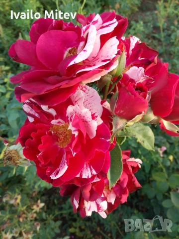 Щамбови рози , снимка 7 - Градински цветя и растения - 53076354