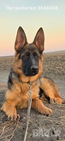 Чистокръвни немски овчарки, снимка 1