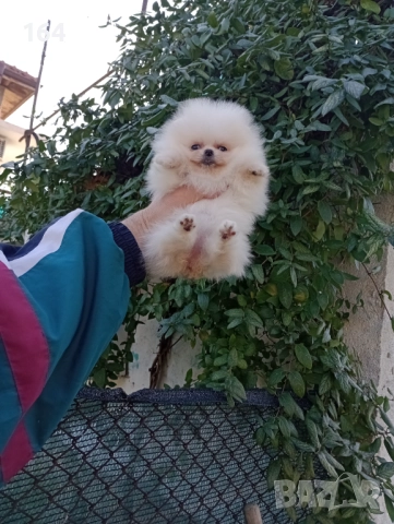 Миниатюрен мини Померан., снимка 5 - Померан - 52854083