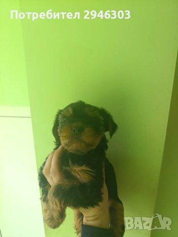 Йоркширски териери , снимка 5 - Йоркширски териер - 53280068