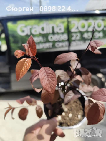 Червенолистна слива, снимка 7 - Разсади - 50597373