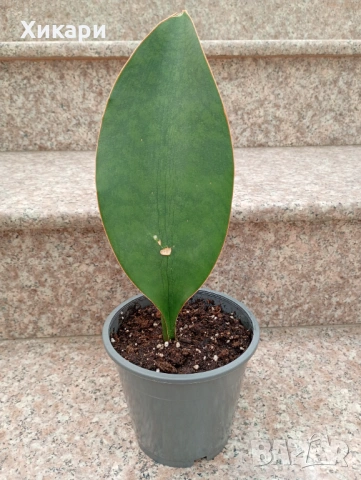 Sansevieria Masoniana - Whale fin ( Сансевиера Китова перка )