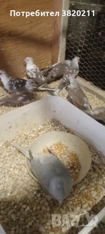 Продавам шарени диамантени гургулици., снимка 2 - Гълъби - 54198080