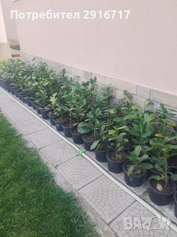 Лавровишна Новита , снимка 2 - Градински цветя и растения - 53881772