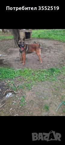 Белгийска овчарка мъжко на 1,5 г., снимка 2 - Белгийска овчарка - 52882076