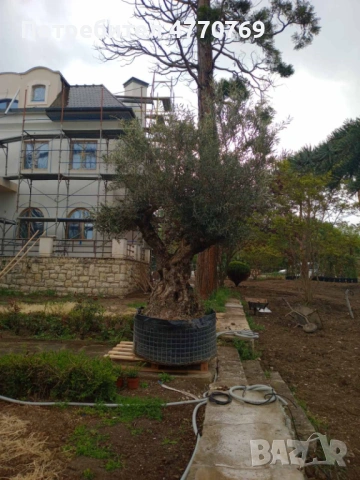 Градинарски услуги, озеленяване, подрязване на жив плет и почистване, снимка 5 - Други услуги - 53899227