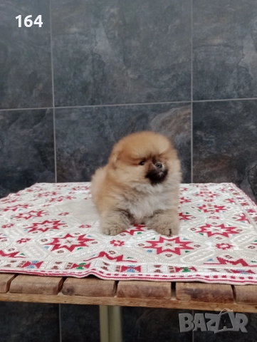 Померан. Реални снимки!, снимка 4 - Померан - 52670254