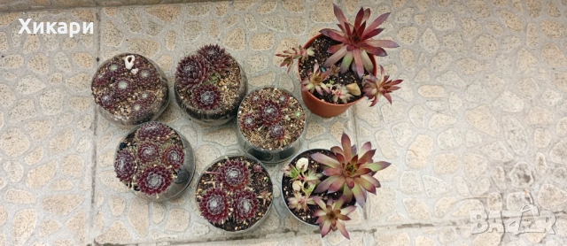 Семпервивум - дебелец  