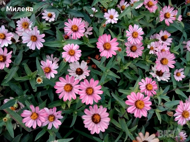 семена за едногодишни цветя , снимка 12 - Сортови семена и луковици - 51471965