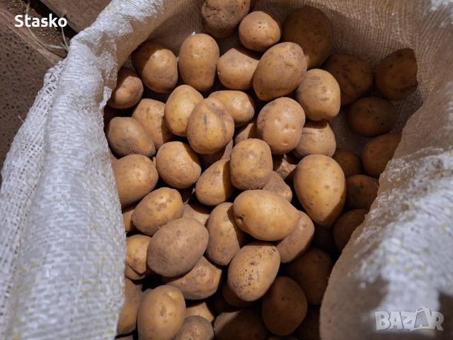 Картофи за семе, снимка 2 - За селскостопански - 52003749