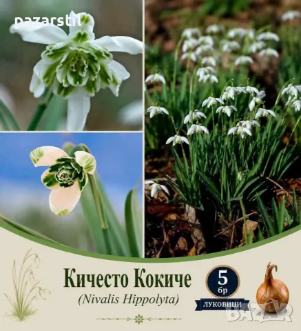 Луковици за Кичесто кокиче - 5 бр