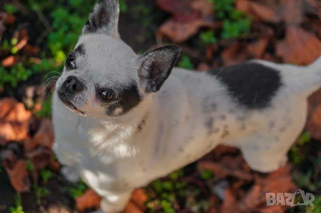 Чихуахуа чистопороден мъжкар за разплод, снимка 14 - Чихуахуа - 20790772