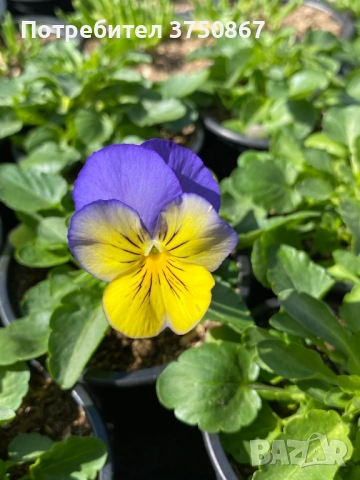 🩷🌿💛 КАСКАДНИ ТЕМЕНУЖКИ 