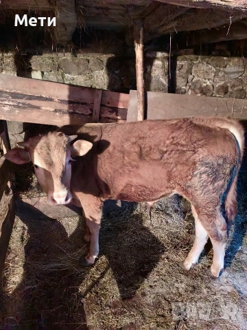 Мъжко Теле !, снимка 2 - Крави - 54263160