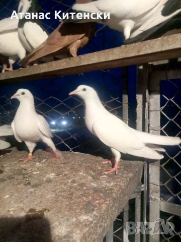 Гълъби високолетачи ПАЗАРДЖИШКИ!, снимка 14 - Гълъби - 30137742