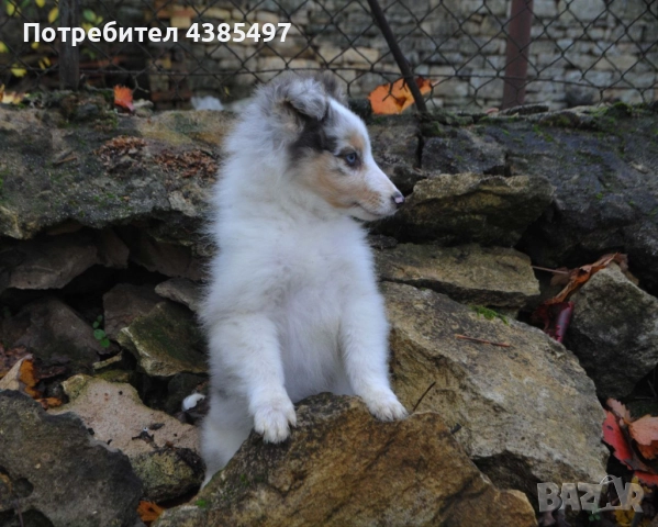 Кученце Шелти момче FCI , снимка 3 - Други - 51497588