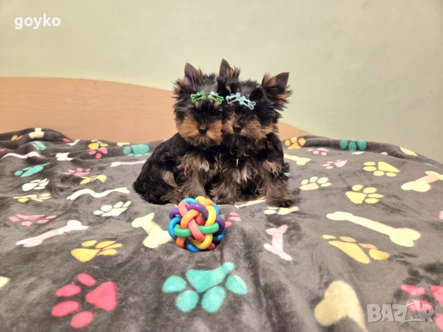 йорки, снимка 9 - Йоркширски териер - 53978443