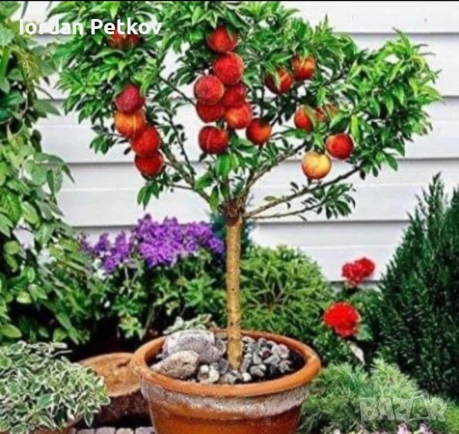 Мини дървета