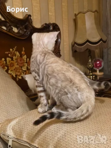 Бенгалски котета, снимка 3 - Бенгалски - 35882650