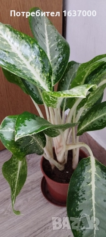 Аглаонема Milky way , снимка 2 - Стайни растения - 52426811