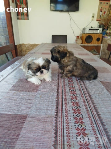 Пекинез , снимка 16 - Пекинез - 52281331