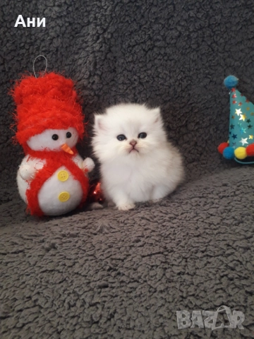 Котенца Гледани със Истинска Обич, снимка 2 - Други - 52655414