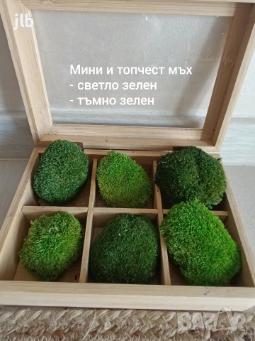Скандинавски мъх за живи стени, пана и декорации, Премиум почистен Скандинавски мъх, снимка 8 - Декорация за дома - 36784939