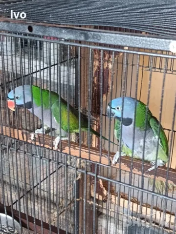 Двойка Китайски Александри , снимка 2 - Папагали - 47735118