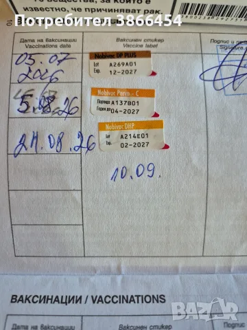 Ротвайлер женски на 5 месеца с три ваксини.