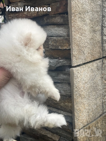 Померан, снимка 2 - Померан - 52564878