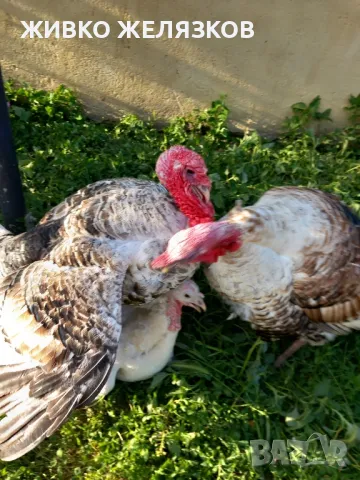 Продавам домашно гледани пуйки, снимка 16 - Кокошки и пуйки - 49611876