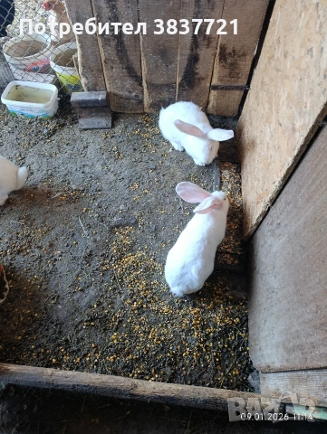 зайци порода бял великан , снимка 2 - Други - 53041506