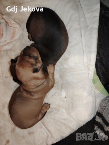 Дакел , снимка 9 - Дакели - 54300851