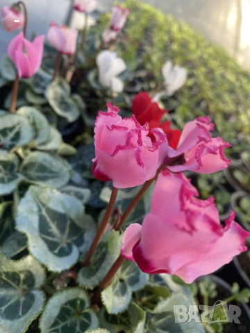 ПРОМО! 6 броя циклами , снимка 3 - Стайни растения - 52392095