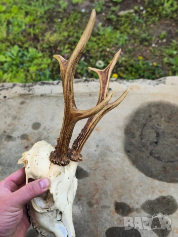 Трофей от сръндак , снимка 8 - Други - 54312628