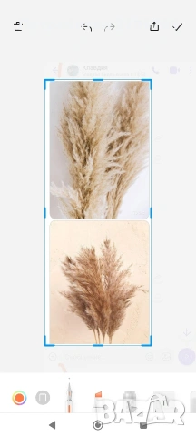 Пампаска трева