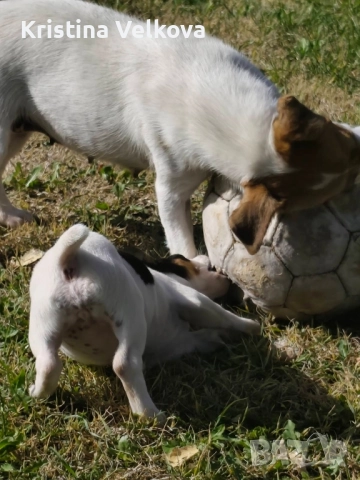 Джак ръсел териер , снимка 4 - Джак ръсел териер - 51703039