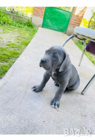 Кане корсо за разплод , снимка 7 - Кане корсо - 53888930