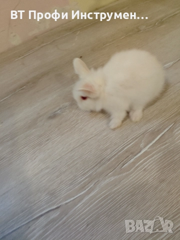 Декоративно зайче Лъвска глава Мини зайче, снимка 3 - Други животни - 52475137