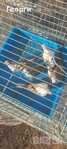 Диамантени гугутки , снимка 2 - други­ - 52105293