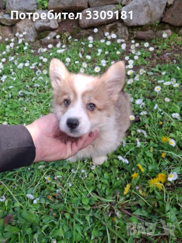 Уелско Корги Пембруг , снимка 6 - Други - 54357091