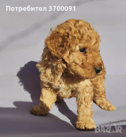 пудел / мини пуделче , снимка 2 - Пудели - 53075675