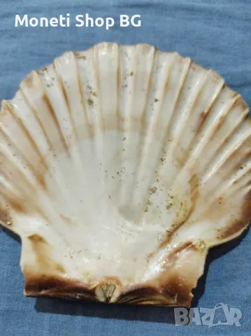 Океански дарове., снимка 4 - Други ценни предмети - 49015596