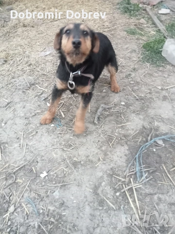 Ягтериека на 18 месеца 