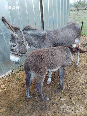 Мъжко магаре, снимка 2 - Коне - 53925143