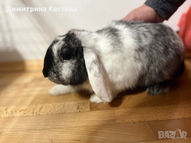 Подарявам декоративно зайче, клепоухо , снимка 2 - Декоративни зайчета - 52806247