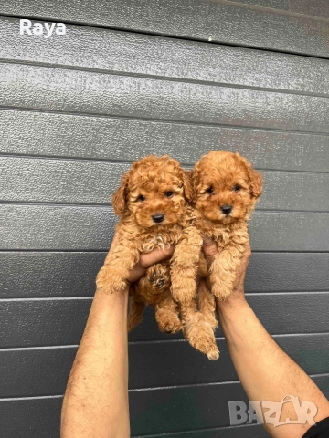  Той и мини пудели, снимка 2 - Пудели - 47042609